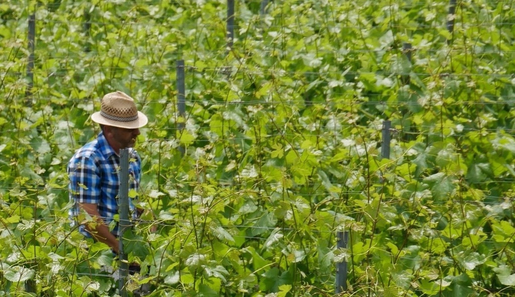 Domaine de la Brazière