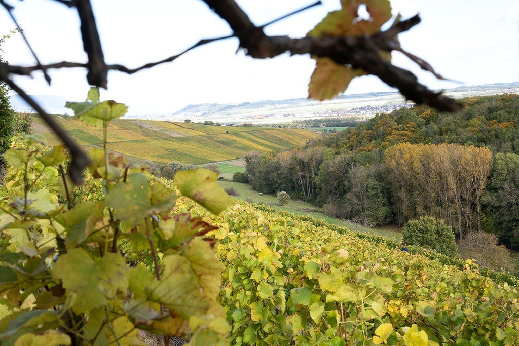 Cave des 13 Coteaux