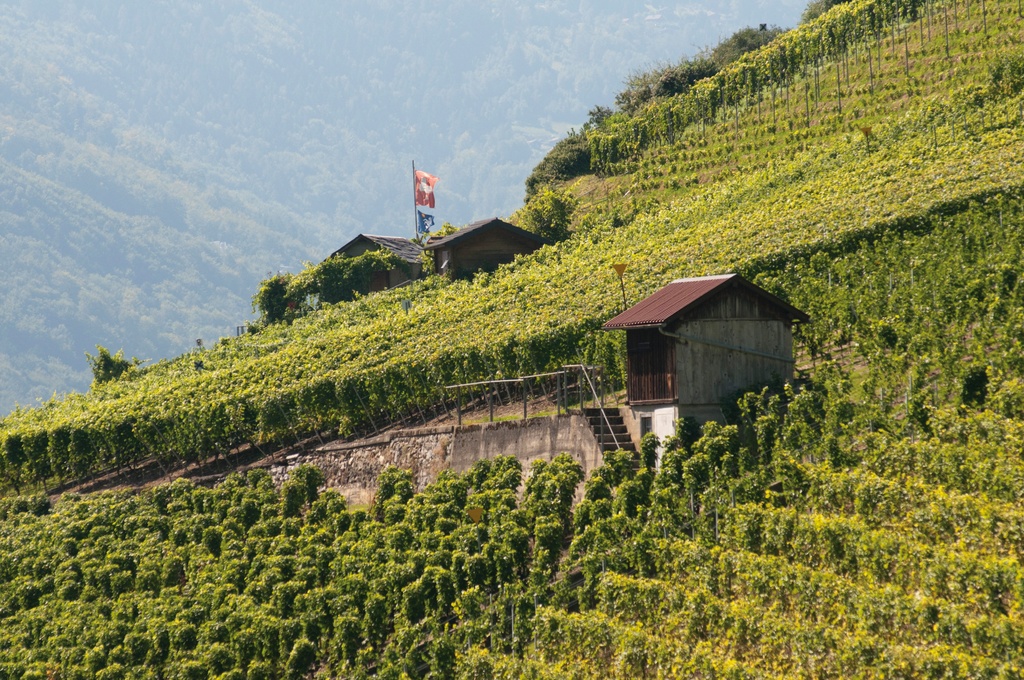 Société Coopérative Vinicole de Bex